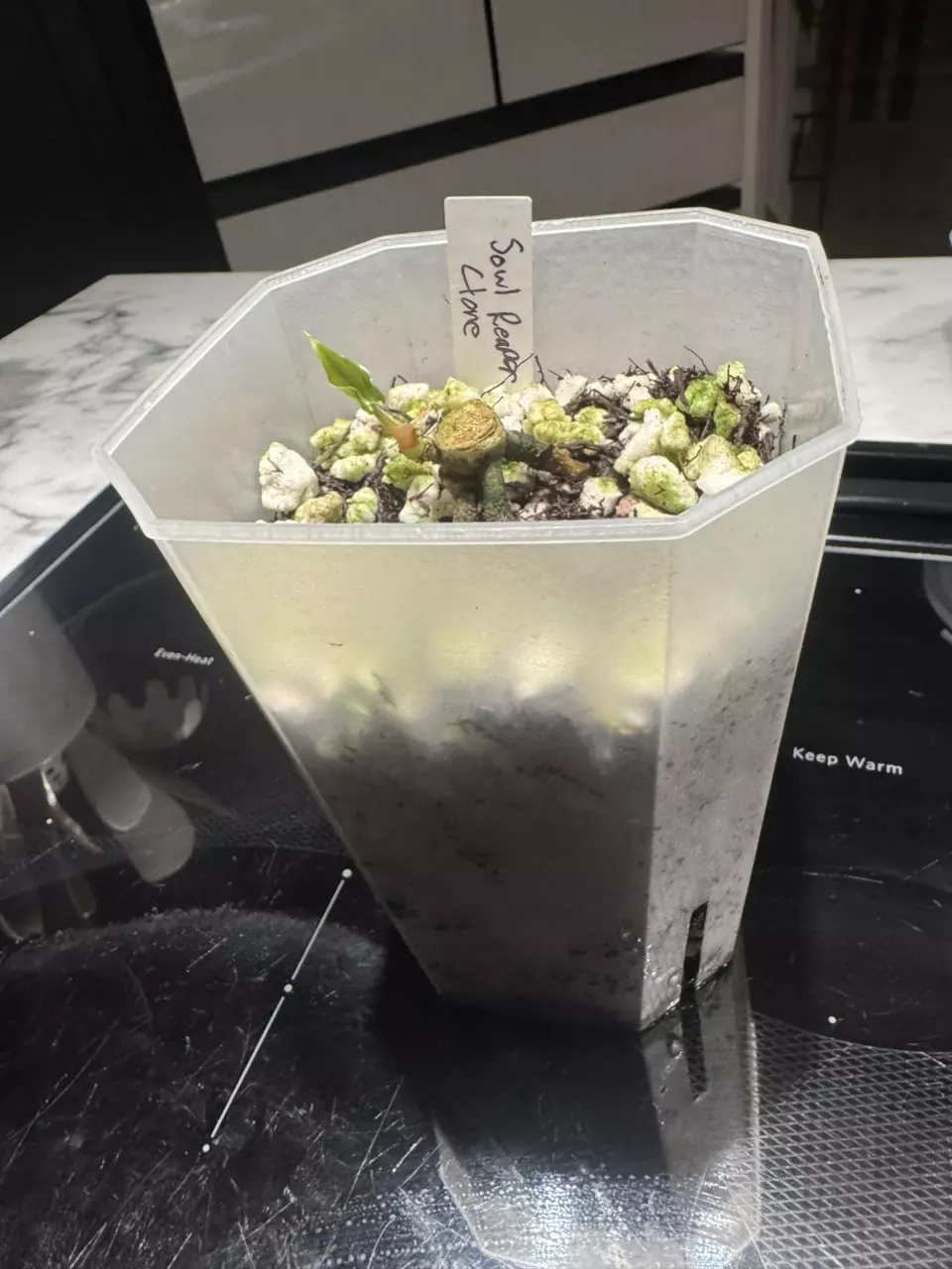 plant/Soul Reaper Clone (Mother Plant 2nd Photo)-0