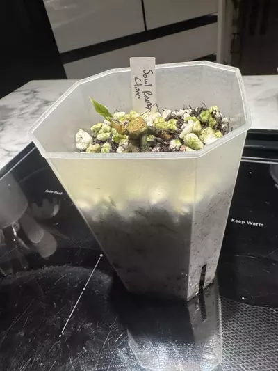 plant/Soul Reaper Clone (Mother Plant 2nd Photo)-0-thumbnail