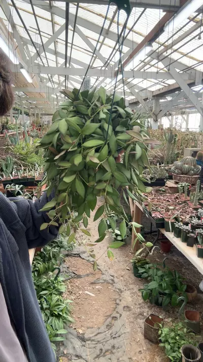 plant/H348 burtoniae-0-thumbnail