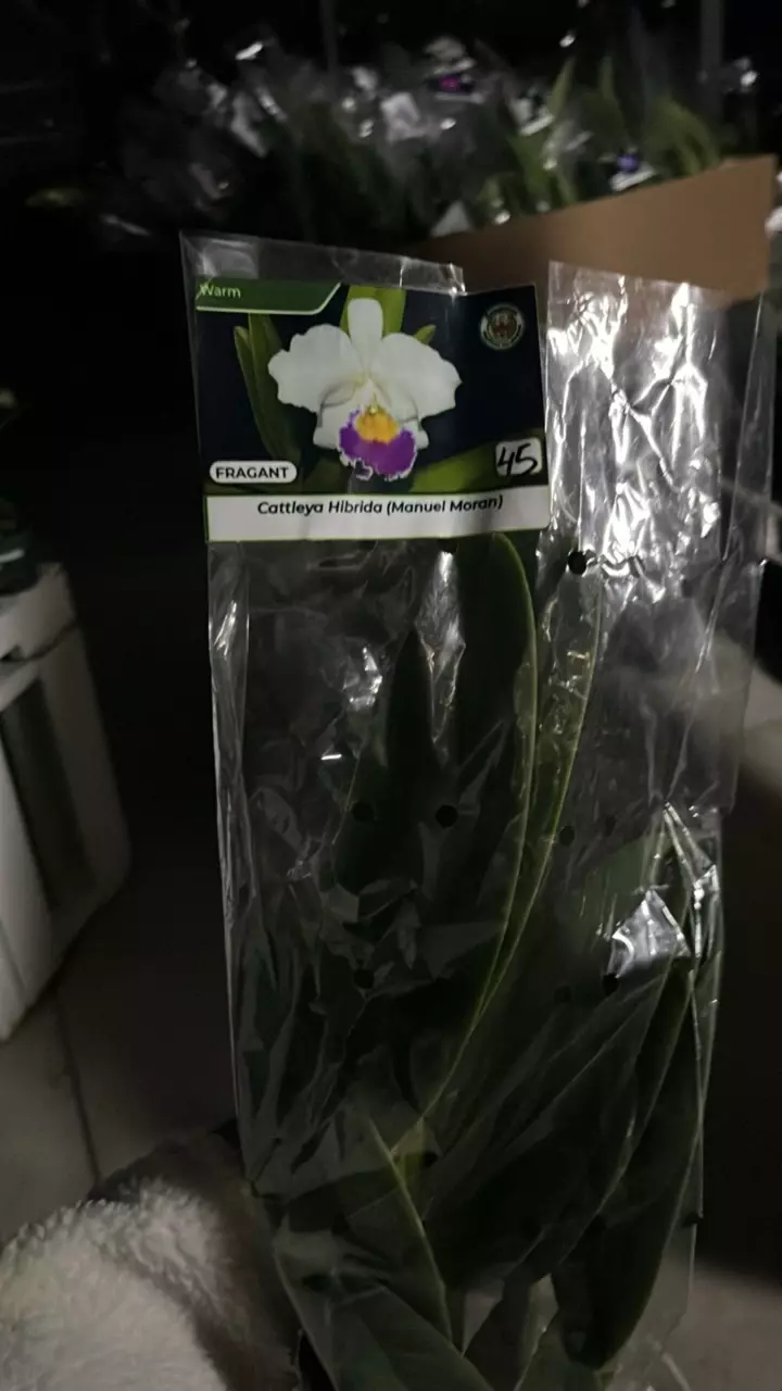 plant/OQ280 Cattleya Manuel Moran-0