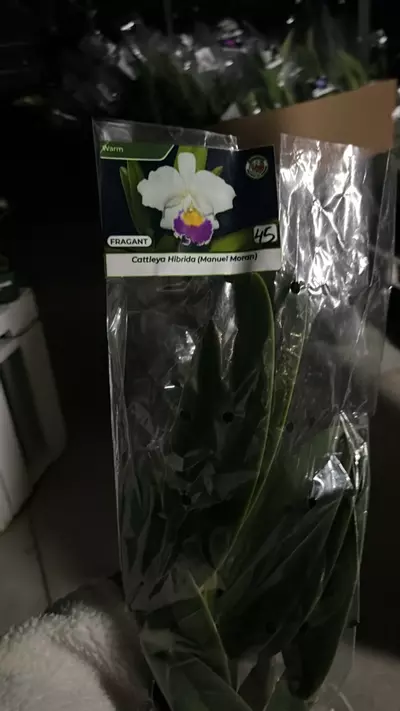 plant/OQ280 Cattleya Manuel Moran-0-thumbnail