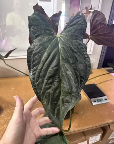 plant/Soul Reaper Clone (Mother Plant 2nd Photo)-1-thumbnail