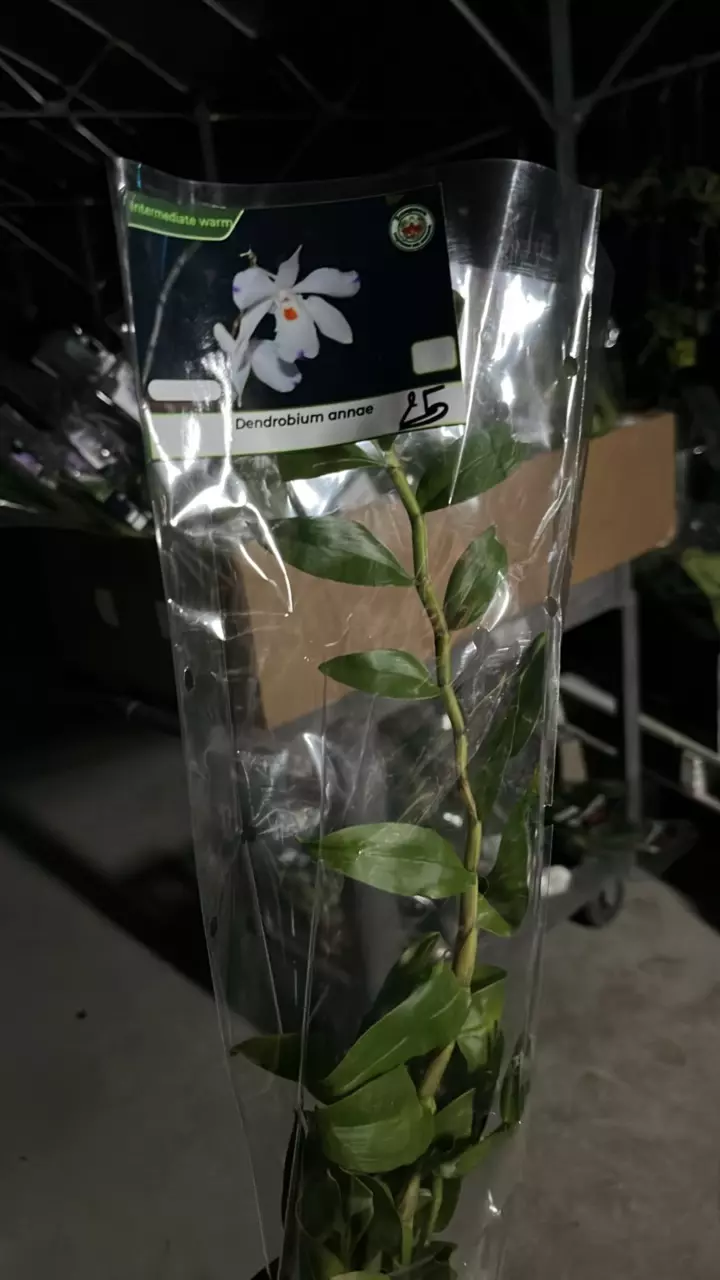plant/OQ299 Dendrobium Anna e-0