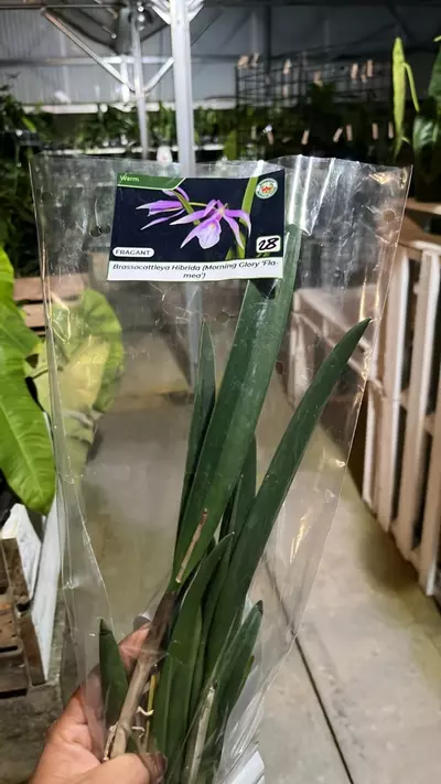 plant/OQ288 brassocatleya morning glory flamea-0-thumbnail