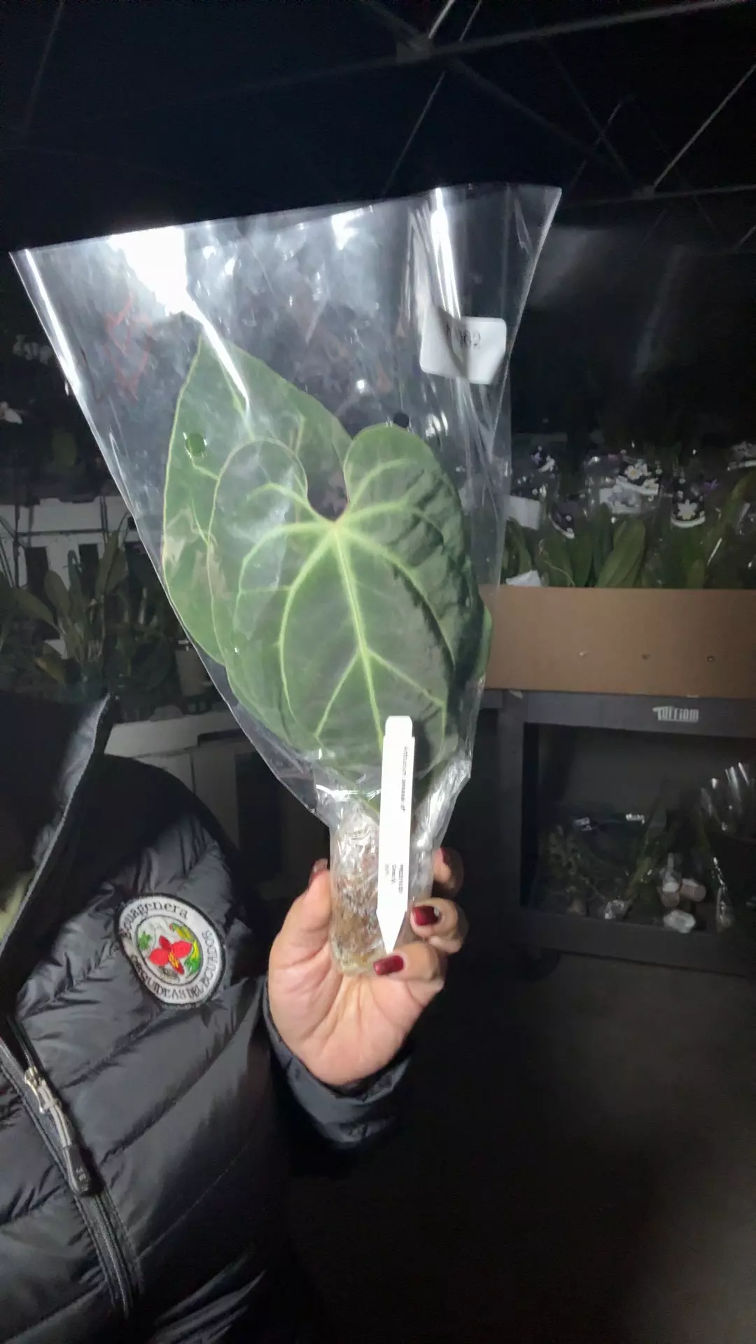 plant/np062 anth besseae aff-0