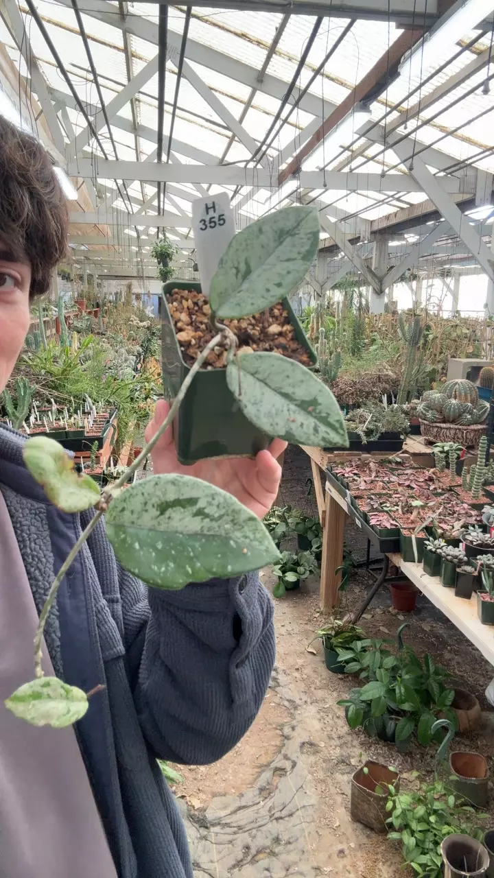 plant/H355 wilbur graves silver-0