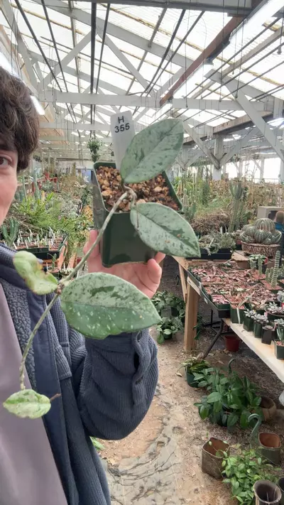 plant/H355 wilbur graves silver-0-thumbnail