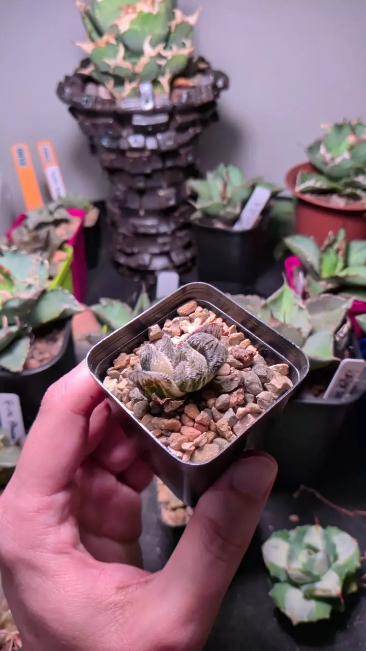 plant/haworthia 'Wolf spider' variegated-0