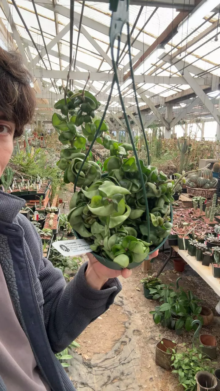 plant/H354 compacta-0