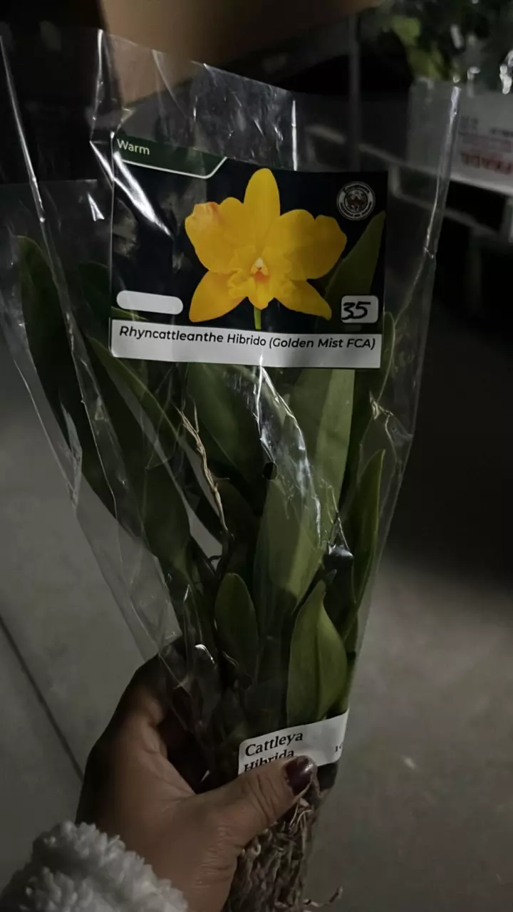 plant/OQ281 Cattleya golden mist FCA-0