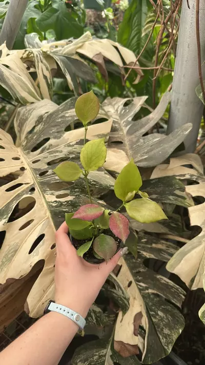 plant/PS-3512 Hoy pseudolittoralis-0-thumbnail