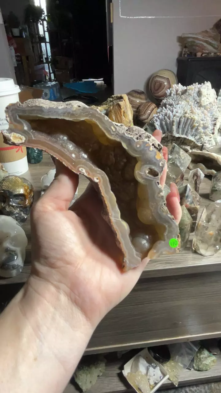 plant/Agatized Coral from Georgia-0