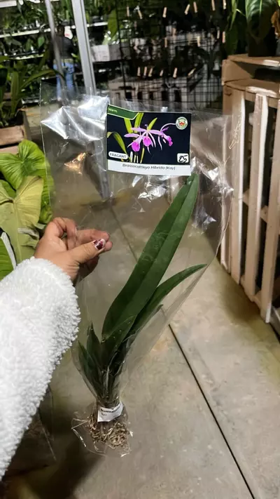 plant/OQ276 brassocatleya Kay-0-thumbnail