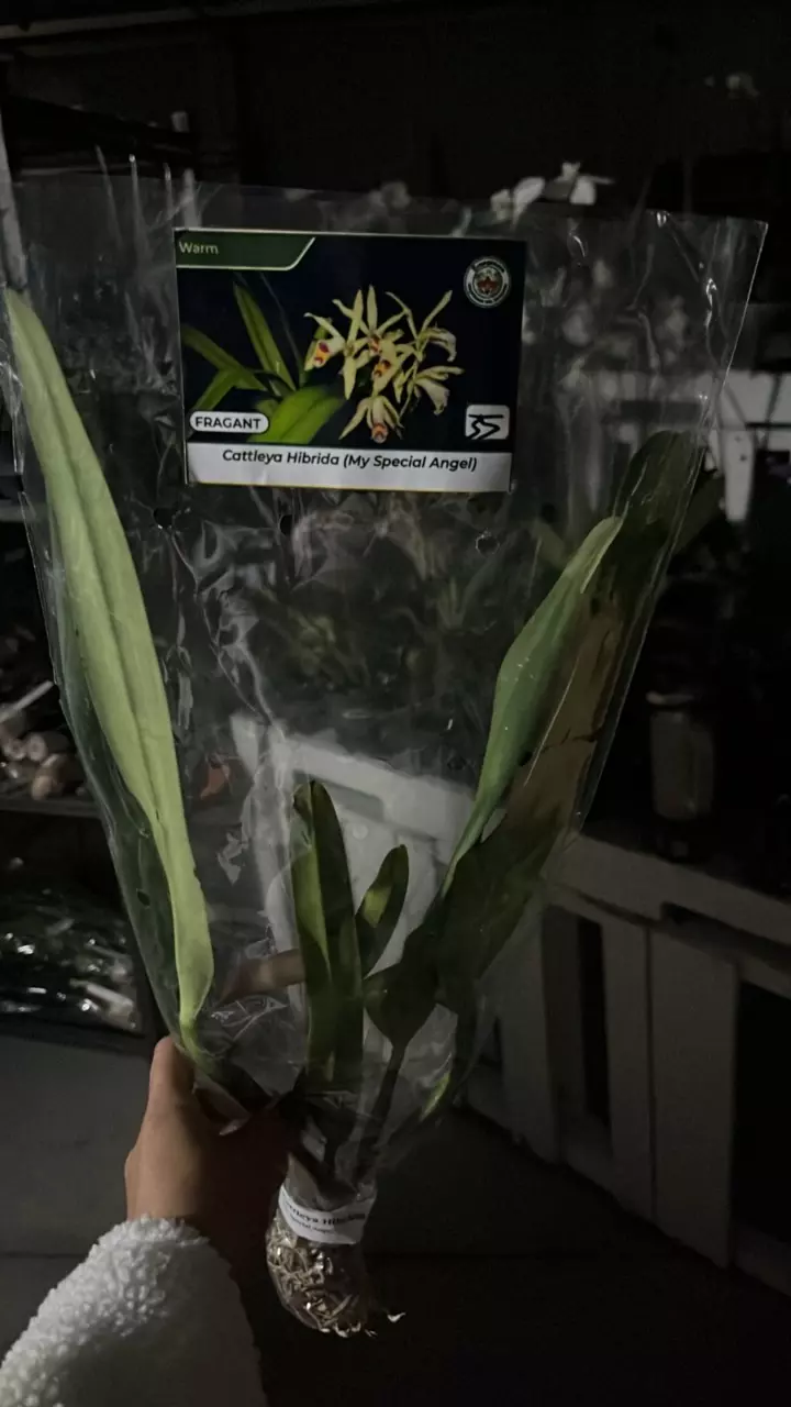 plant/OQ274 Cattleya my special Angel-0
