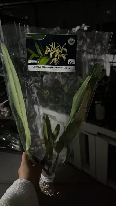 plant/OQ274 Cattleya my special Angel-0-thumbnail