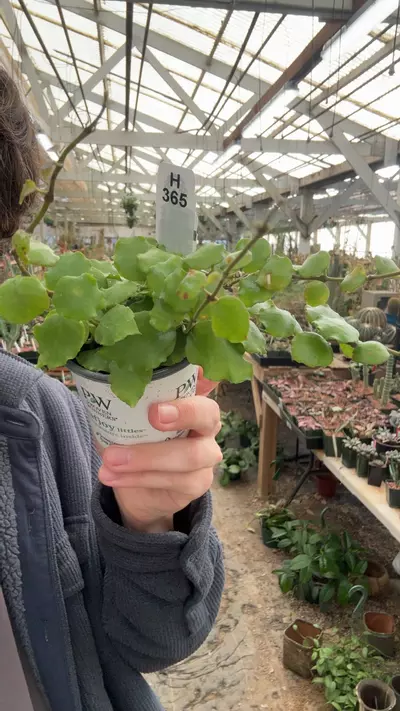 plant/H365 endauensis-0-thumbnail