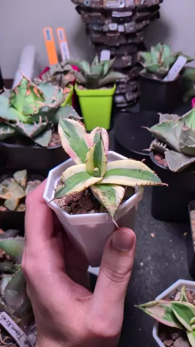 plant/variegated agave 'snaggletooth'-0-thumbnail