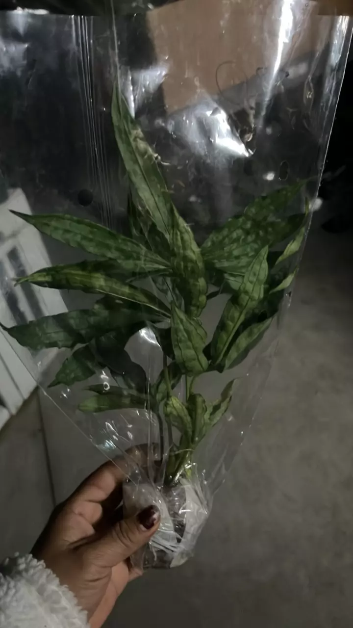 plant/NP063 anthurium polyschistum-0