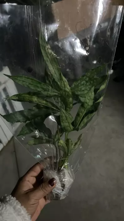 plant/NP063 anthurium polyschistum-0-thumbnail