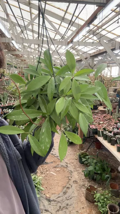 plant/H366 publicalyx-0-thumbnail