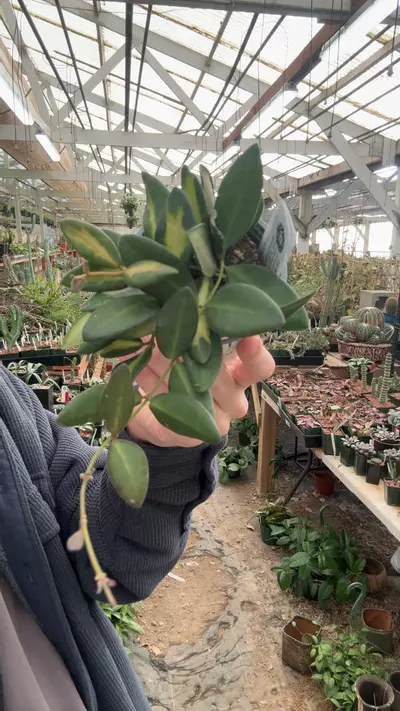 plant/H345 burtoniae var-0-thumbnail