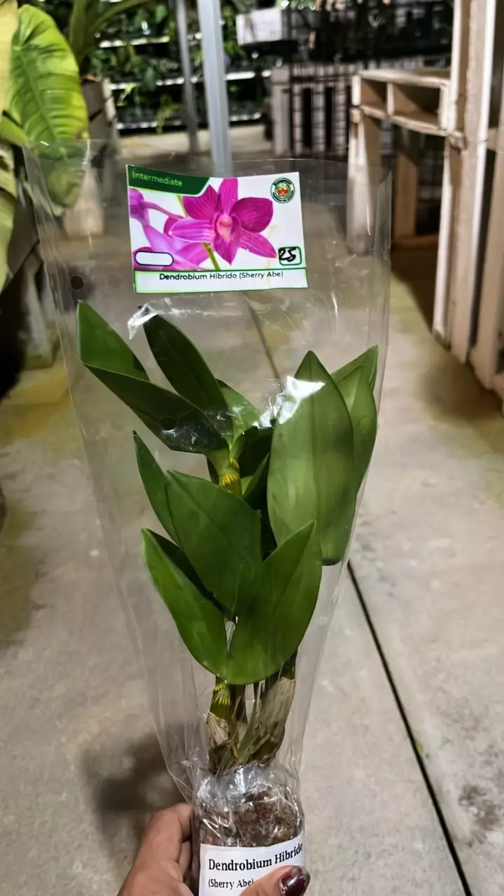 plant/OQ291 Dendrobium Sherry Abe-0