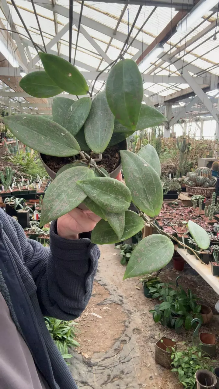 plant/H369 wibergiae pink splash-0