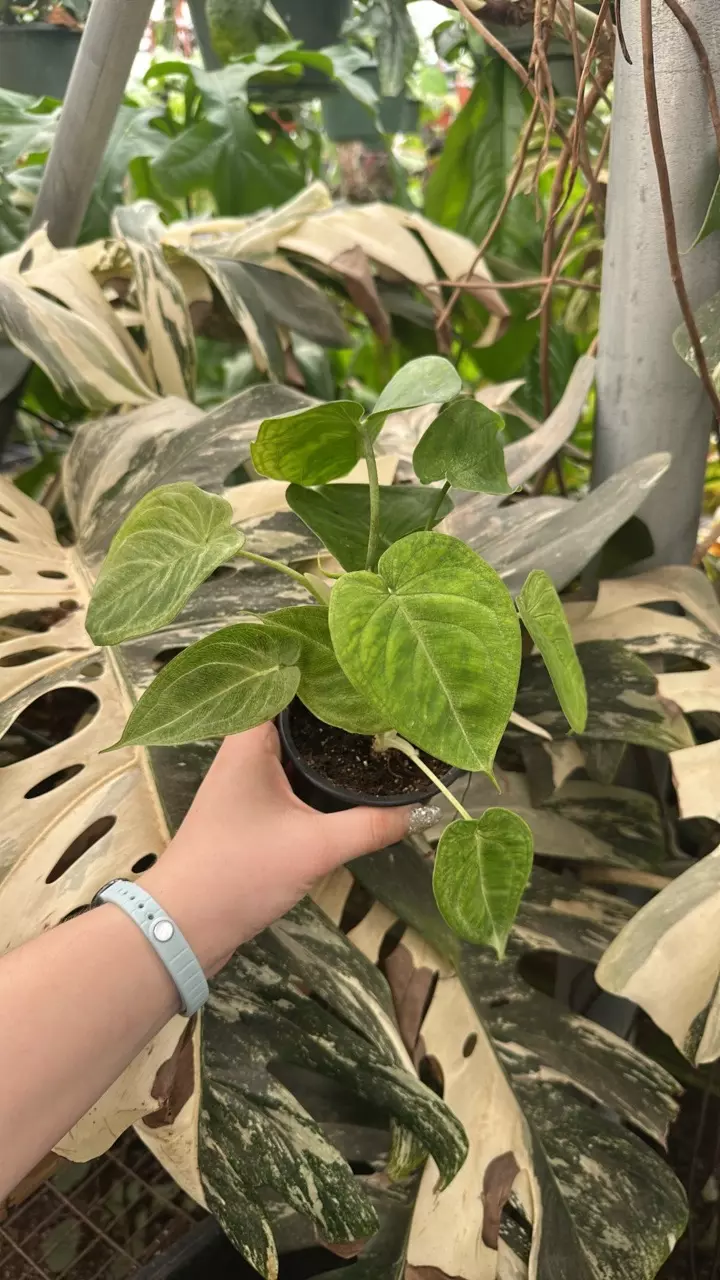 plant/PS-3469 Syngonium chiapense 'Frosted Heart'-0