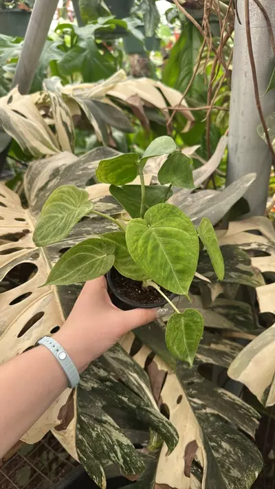 plant/PS-3469 Syngonium chiapense 'Frosted Heart'-0-thumbnail