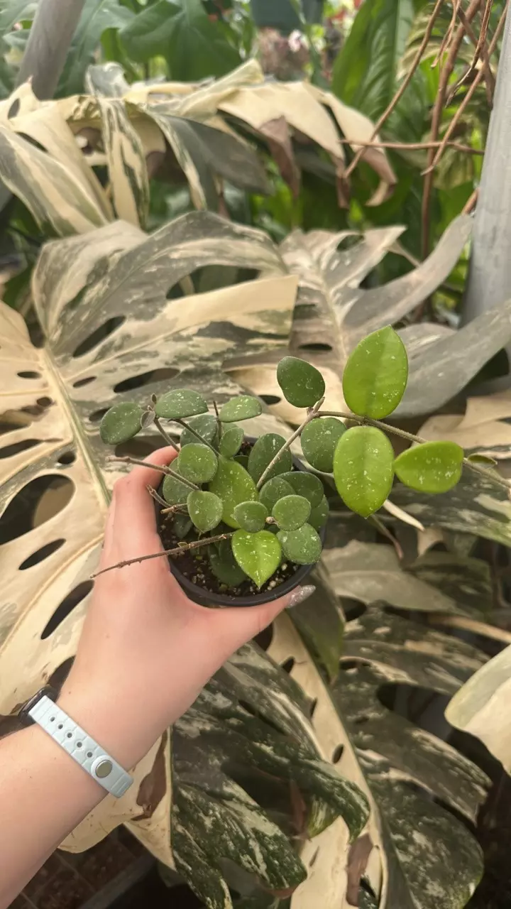 plant/PS-3554 Hoya 'Mathilde'-0