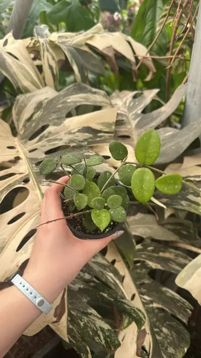 plant/PS-3554 Hoya 'Mathilde'-0-thumbnail