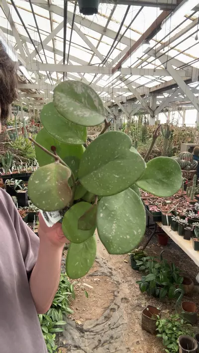 plant/H382 obovata-0-thumbnail