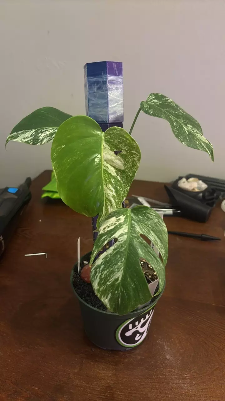 plant/monstera albo-0