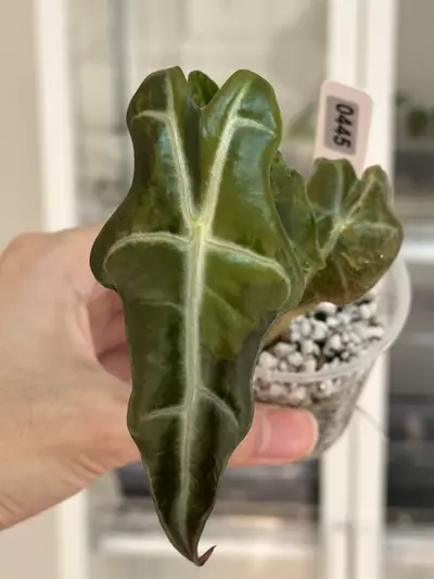 plant/Alocasia Nobilis aurea #445-0-thumbnail