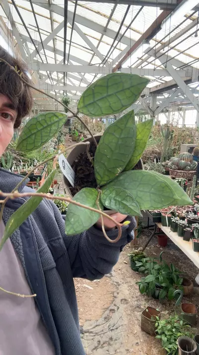 plant/H383 clemensiorum-0-thumbnail