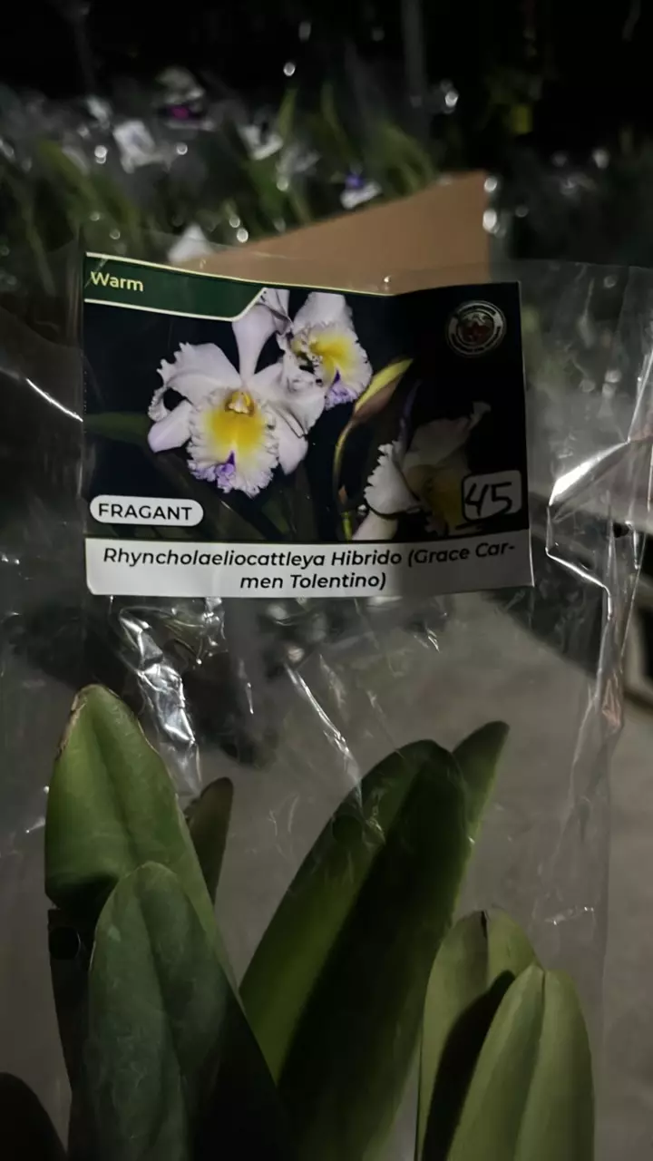 plant/OQ279 rhyncholaeliocatleya grace carne Tolentino-0