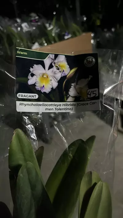 plant/OQ279 rhyncholaeliocatleya grace carne Tolentino-0-thumbnail