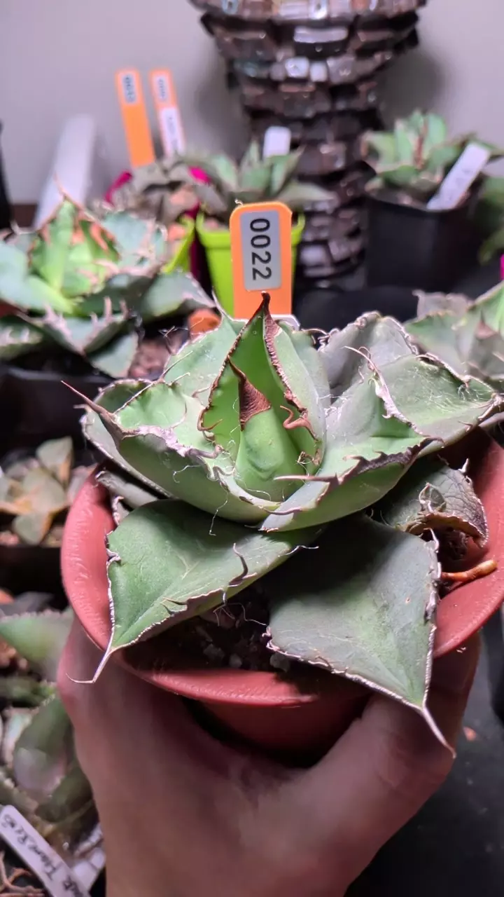 plant/Agave 'Black Panther'-0