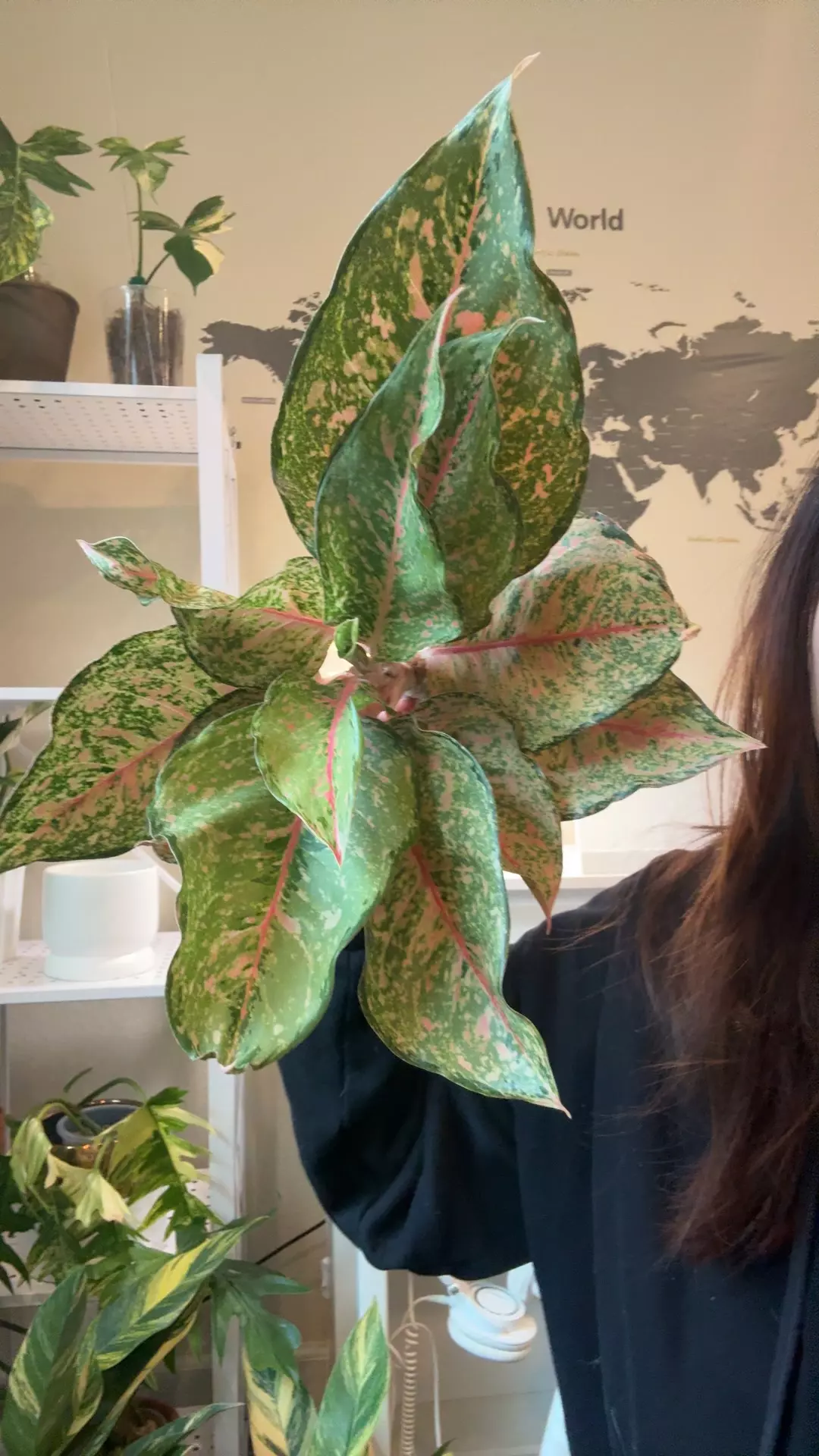 plant/Aglaonema fortune no 3-0