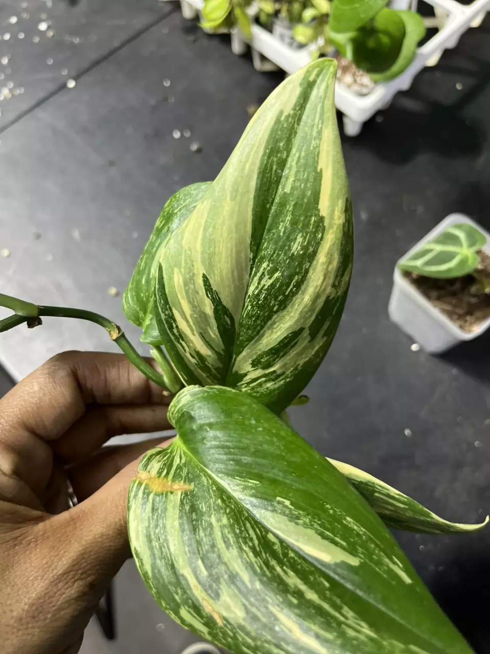 plant/scindapsus mangurai cutting-0