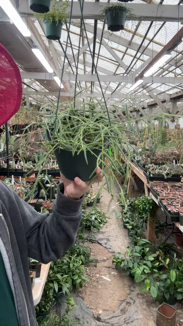 plant/H372 linearis-0