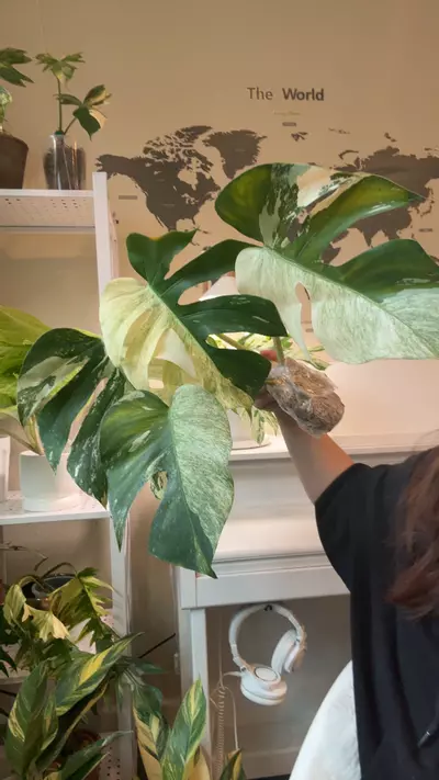 plant/monstera mint fresh import no 3-0-thumbnail