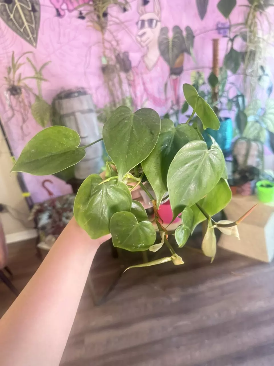 plant/Heart Leaf Philodendron $3.33-0