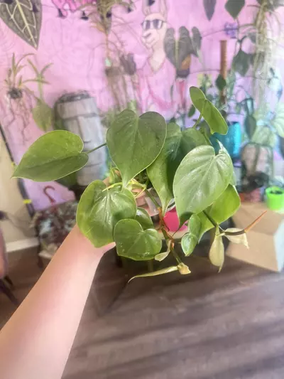 plant/Heart Leaf Philodendron $3.33-0-thumbnail