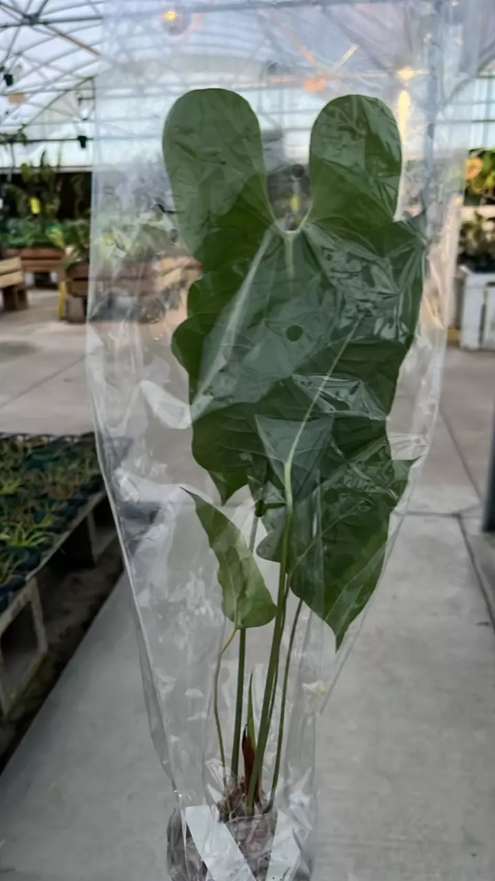 plant/NP366 anthurium insigne camaño-1