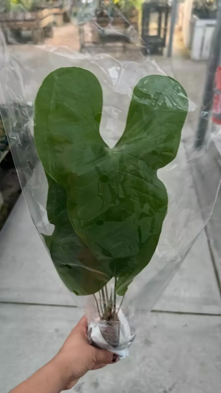 plant/NP366 anthurium insigne camaño-0