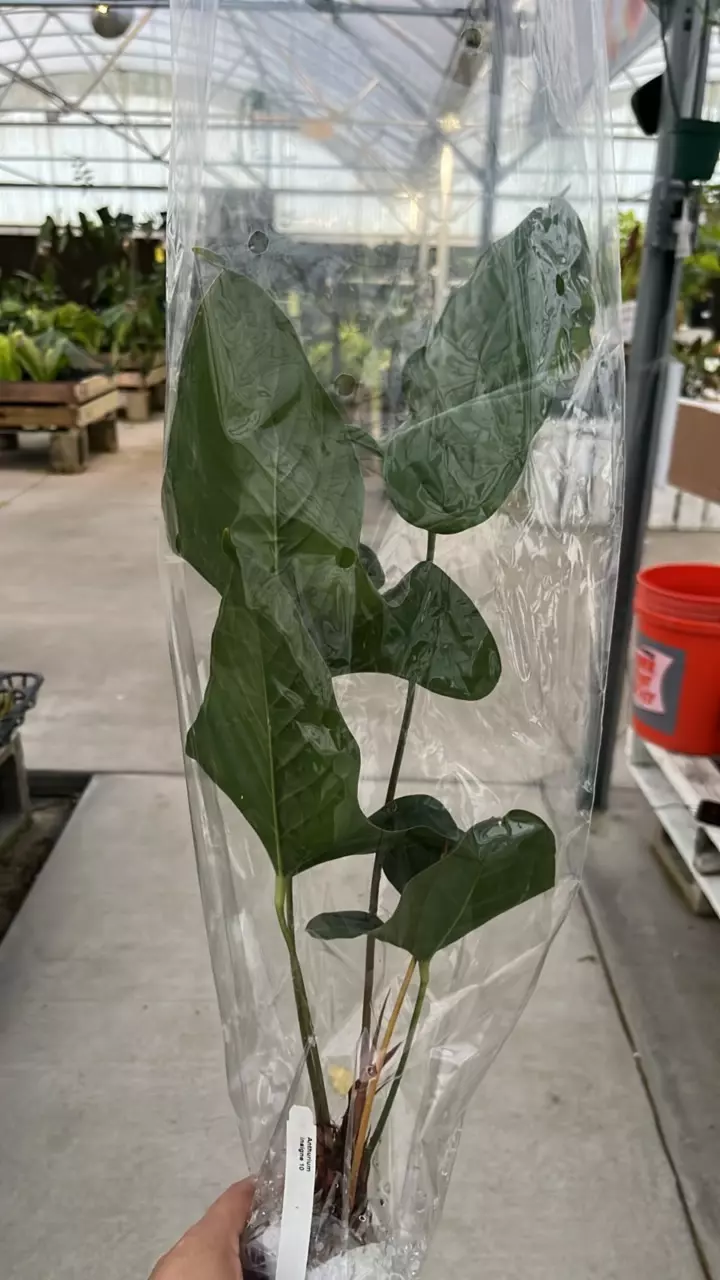 plant/NP365 anthurium insigne 10-1