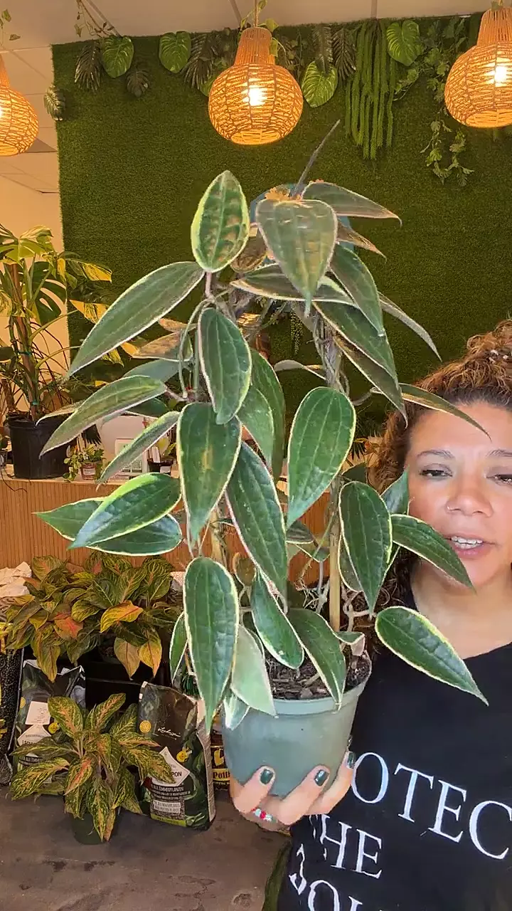 plant/Hoya macrophylla-0