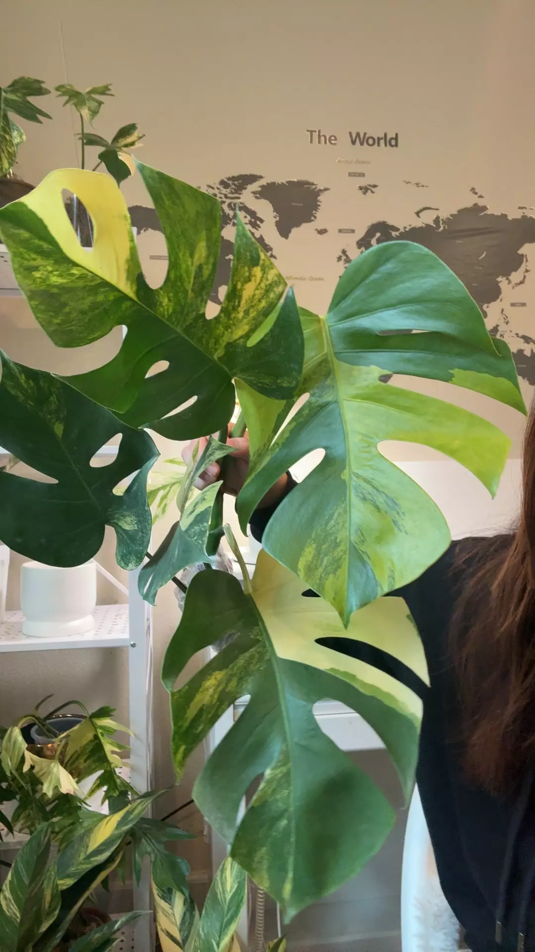 plant/monstera aurea fresh import no 3-0