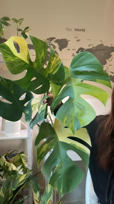 plant/monstera aurea fresh import no 3-0-thumbnail